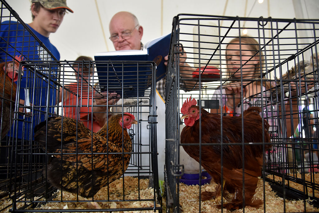 Judge Tony Perryman shows contestant Daniel Detweiler, 14, how his chicken should look